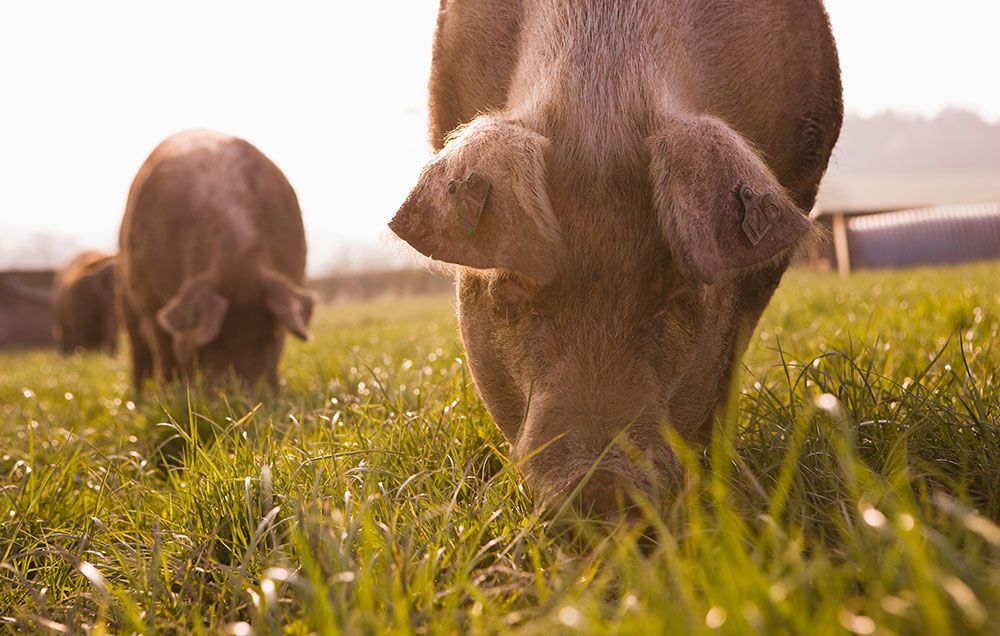 pasture raised pigs