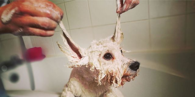 dog getting a bath