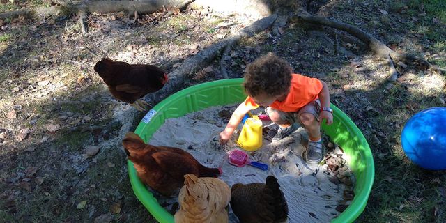 ellis playing with chickens