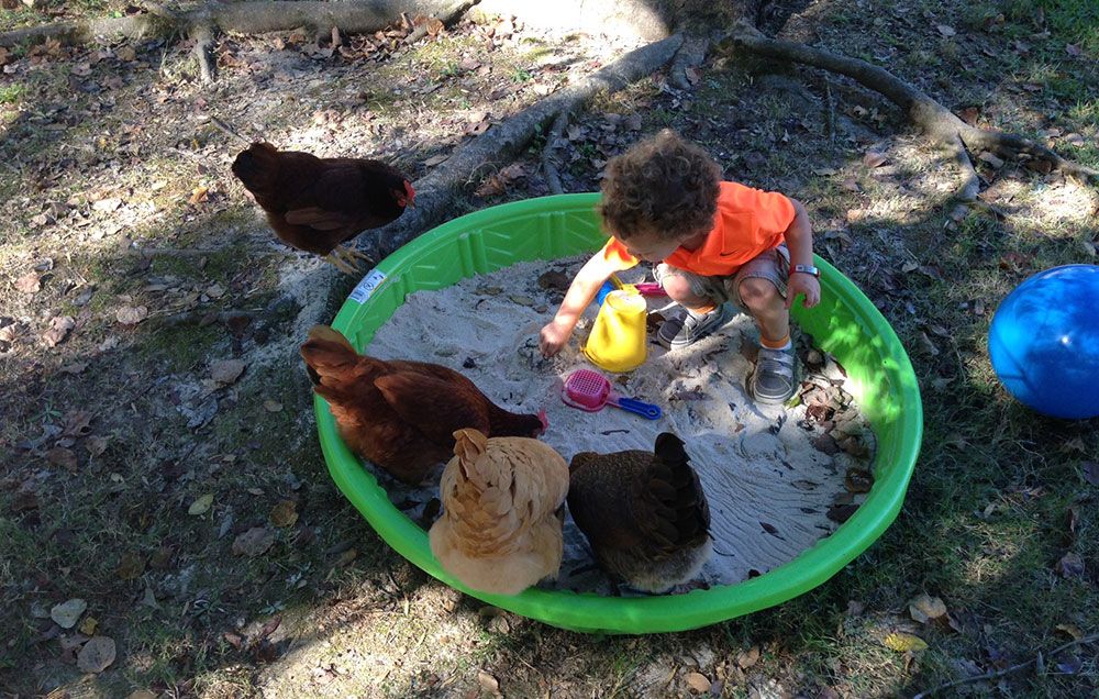 ellis playing with chickens