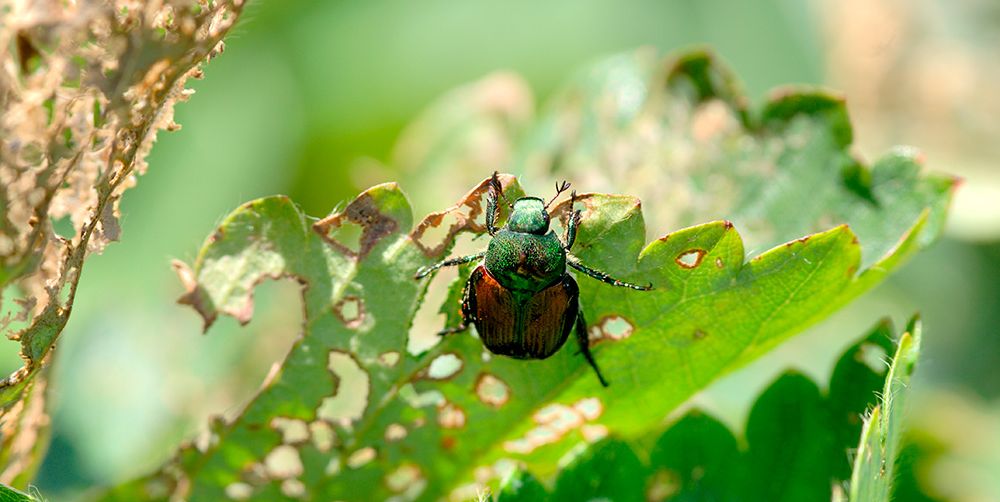 japanese beetle destroying garden