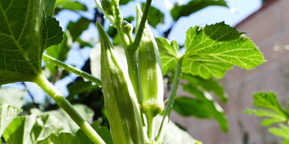 How to Grow Okra - Planting Okra Plants in Your Garden