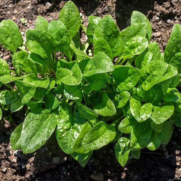 growing spinach