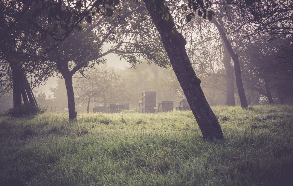 Beehives in wooded field