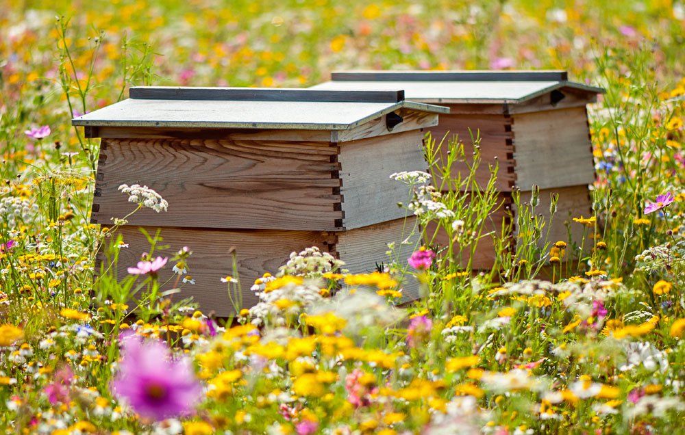 Bee hives in field