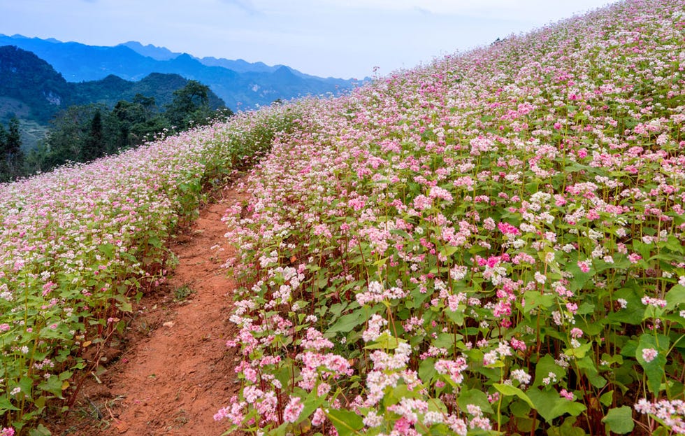 growing buckwheat as a cover crop