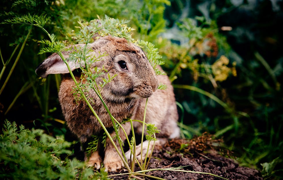bunny eating carrots