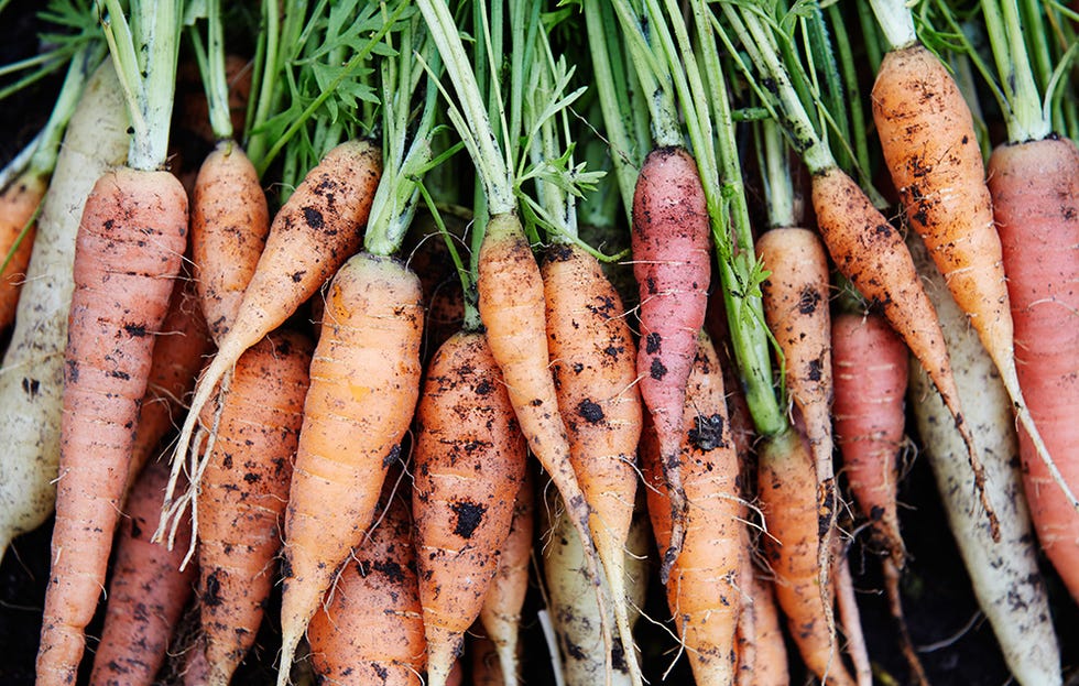 carrot harvest 