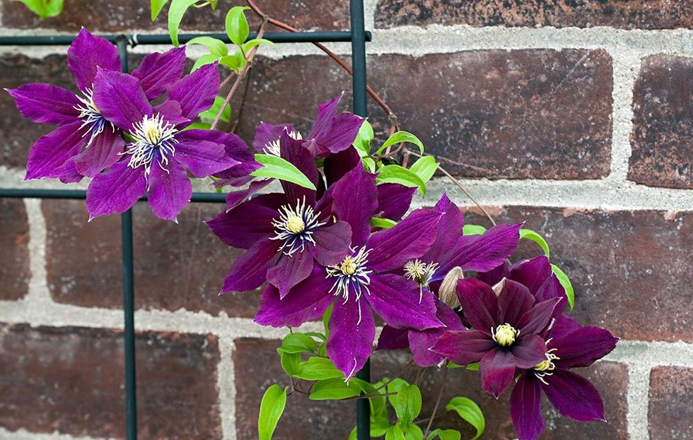 Plant clematis near a wall where you can easily lean a trellis