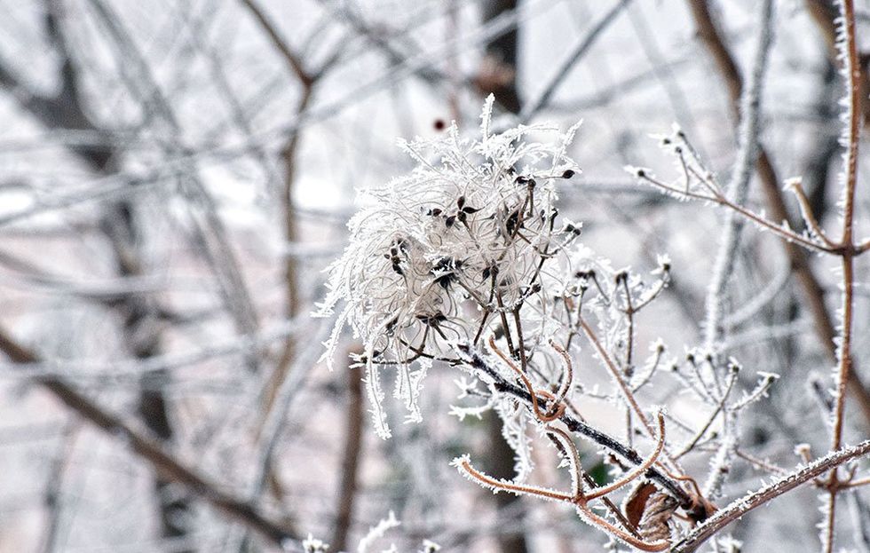 In winter, clematis seed heads are visually striking.
