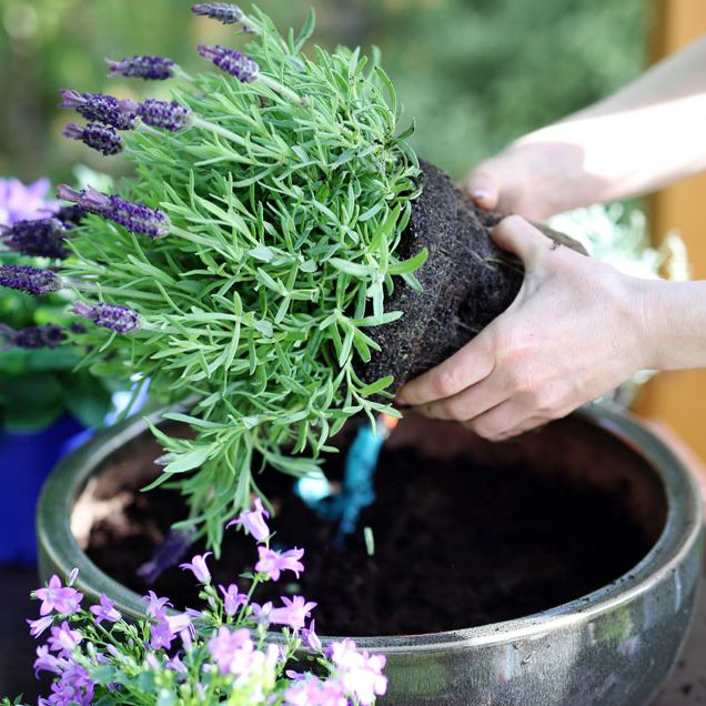 planting lavender in container