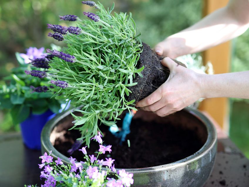 Plant Pot Cover : Make your plant pots an attractive feature.