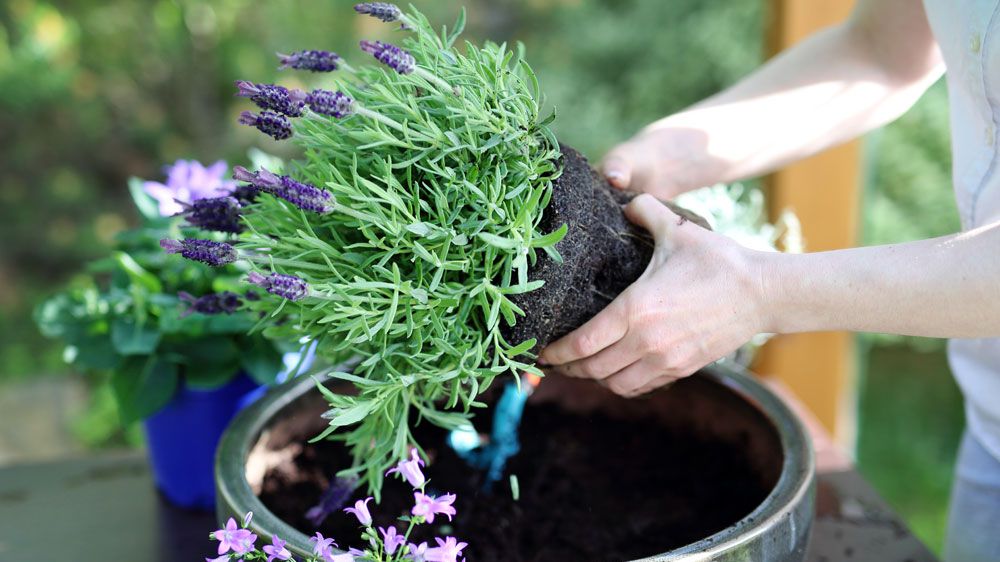 Everything You Need to Know About Container Gardening