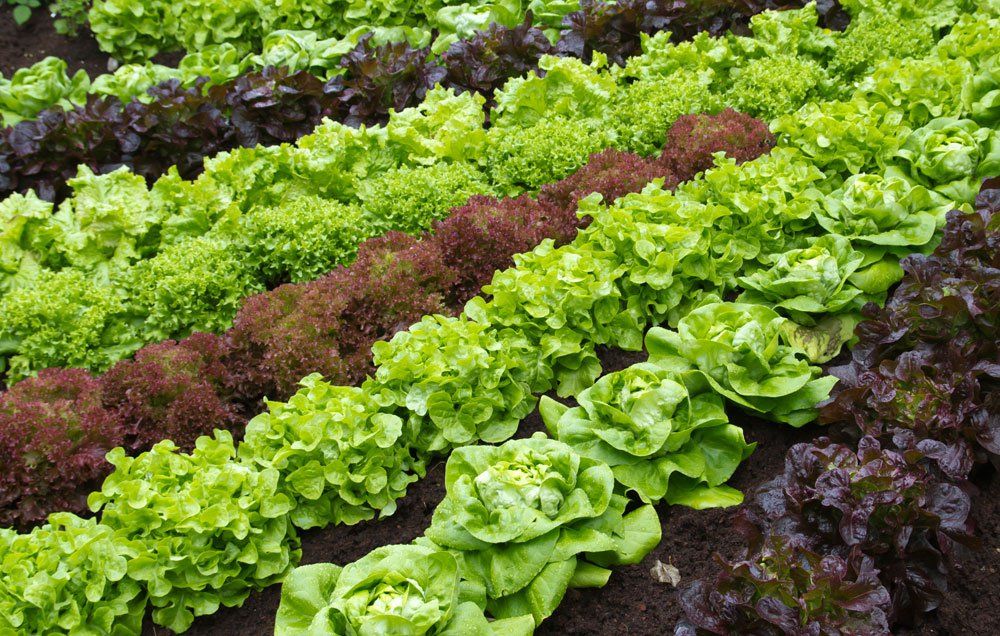 rows of lettuce for crop rotation