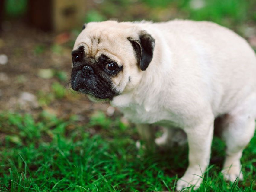 What Your Dog'S Poop Can Tell You About Its Health - Healthy Dog Poop
