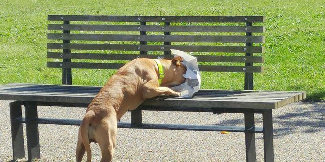 dog eating food on bench
