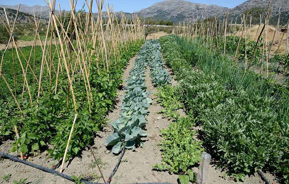 For Bigger Gardens Try A Drip Irrigation System