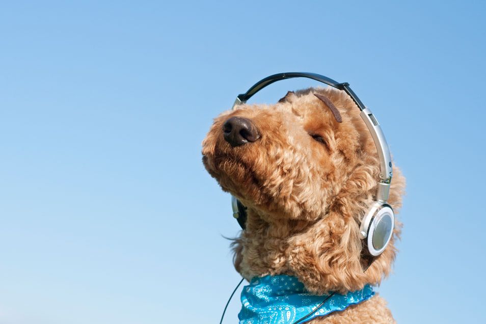 dog listening to music to ease anxiety