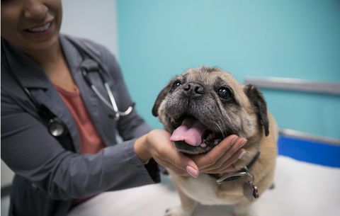 vet checking out dog with anxiety