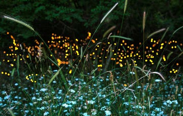 fireflies