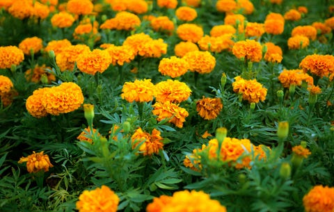 How to Grow French Marigolds - Planting Marigolds in Your Garden