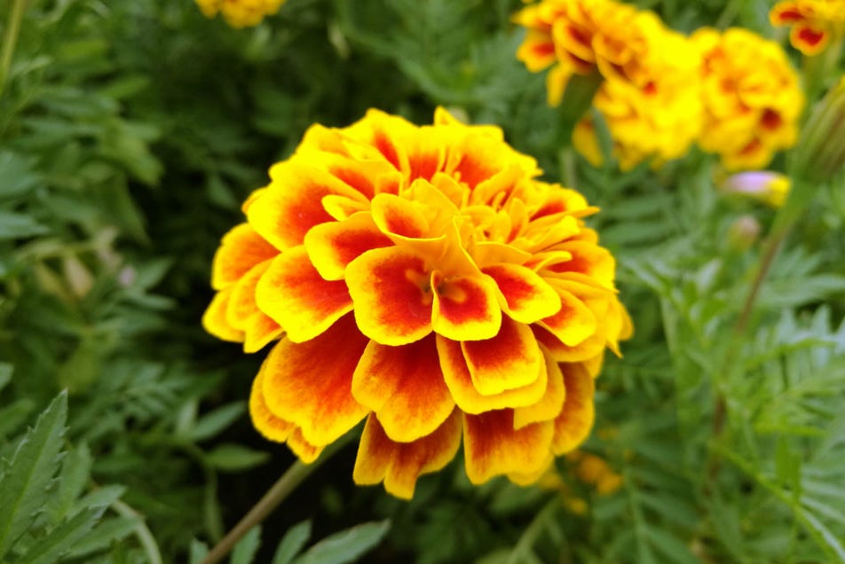 marigold