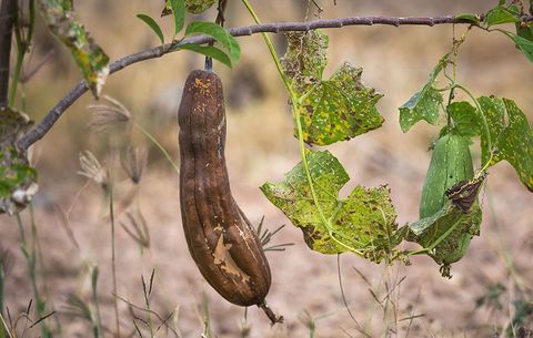 To harvest luffa gourds for making loofah sponges, let them wither on the vine.