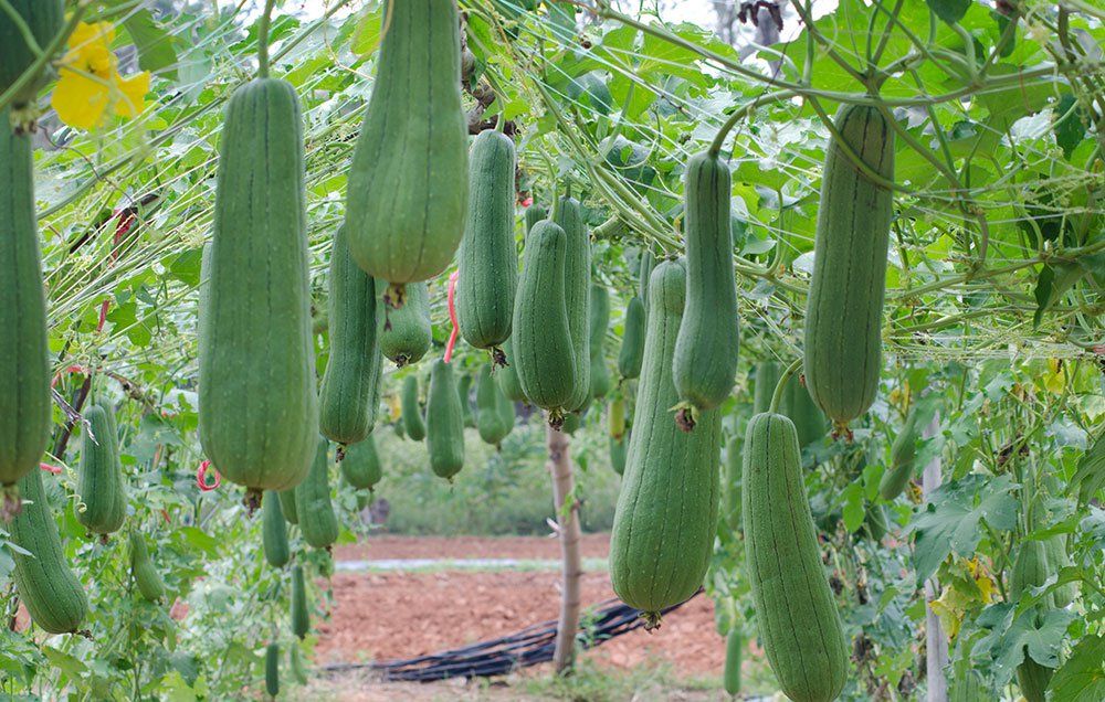 Alfabetisk orden element Styre How to Grow Your Own Loofah Sponge - Tips for Growing Luffa Gourd Plants