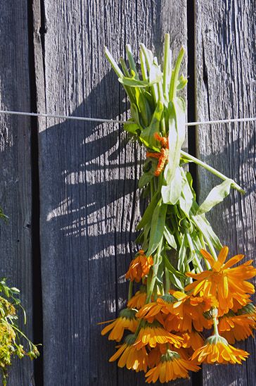 How to Harvest and Dry Calendula Flowers - Our Future Homestead