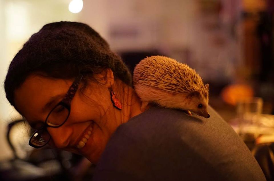 Why hedgehogs make excellent pets.
