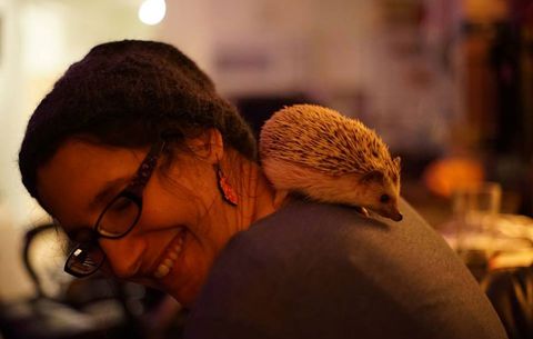 Why hedgehogs make excellent pets.