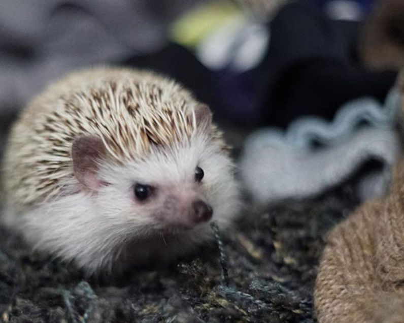 Hedgehogs enjoy burrowing in piles of laundry.