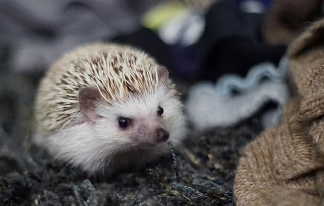 Hedgehogs enjoy burrowing in piles of laundry.