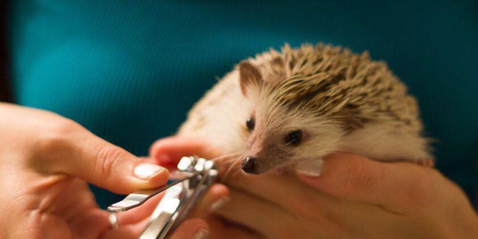 Hedgehogs require special care to keep them clean and happy. 