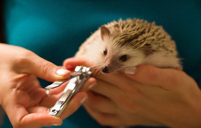 Hedgehogs require special care to keep them clean and happy. 