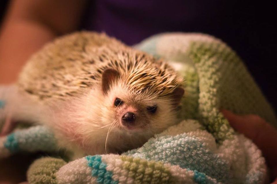 Hedgehogs love to cover themselves in smells, so it's necessary to bathe them from time to time.