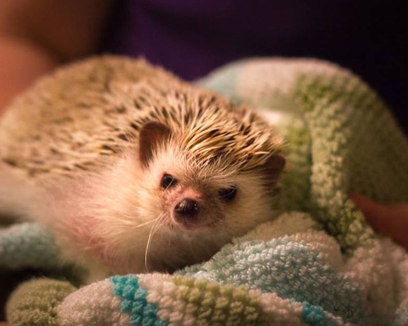 Hedgehogs love to cover themselves in smells, so it's necessary to bathe them from time to time.