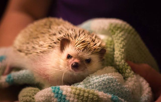 Hedgehogs love to cover themselves in smells, so it