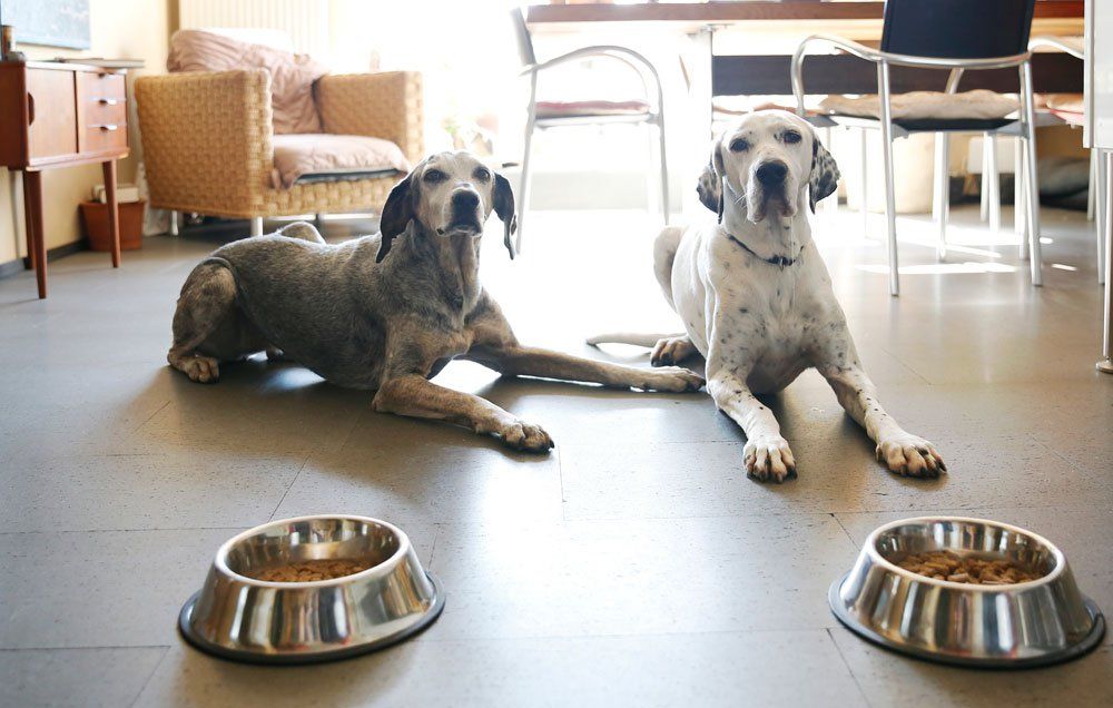 dogs waiting for their food