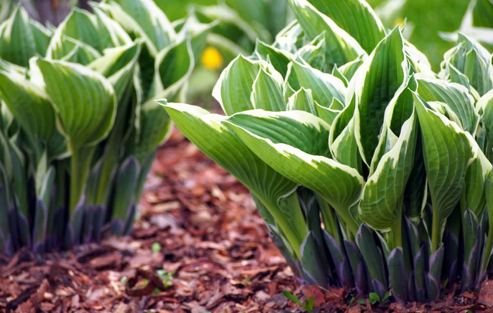 How to Grow Hostas Where to Plant Hostas in Your Garden