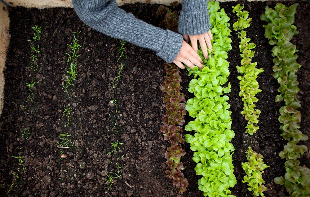 growing lettuce in a raised bed