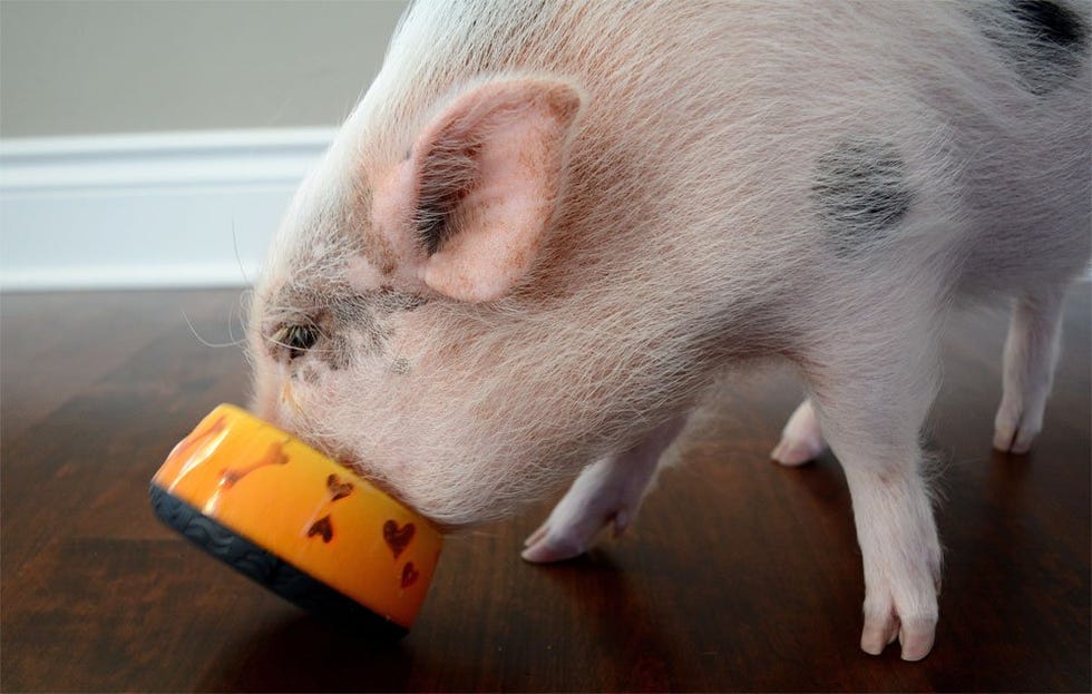 mini pig eating