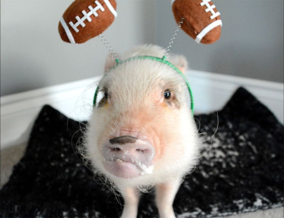 cute mini pig