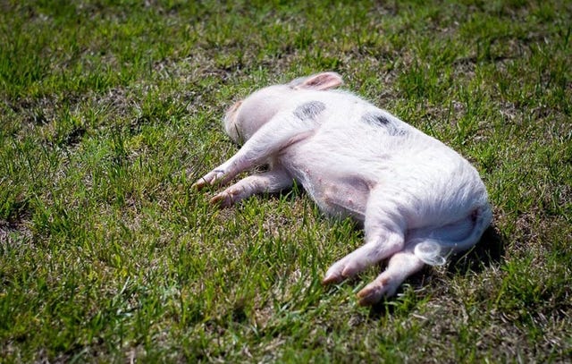 mini pig sleeping