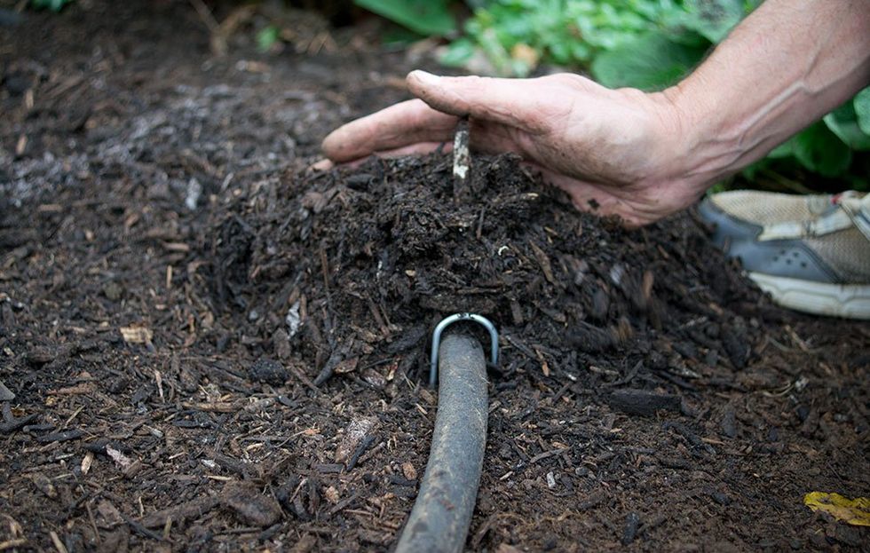 Use Mulch to Conserve Water