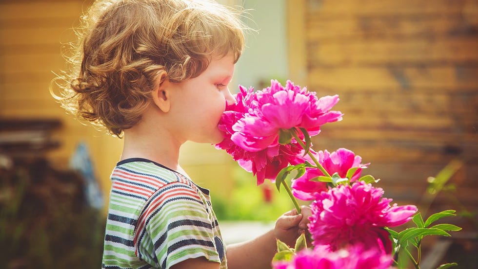 young child smelling peonies