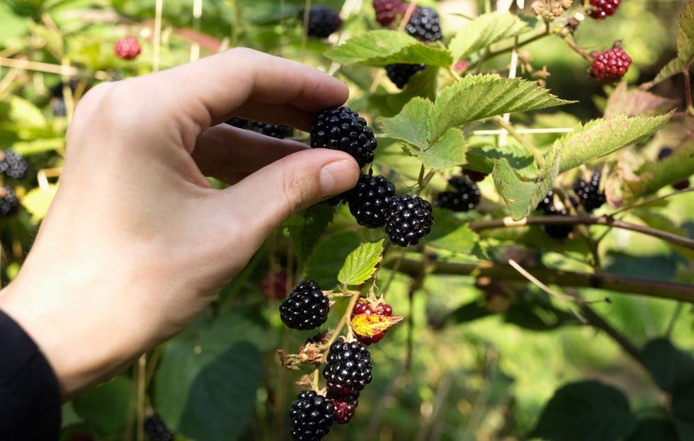 blackberries in permaculture garden