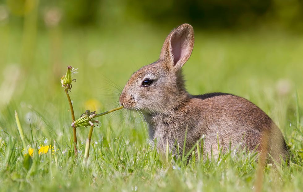 rabbit eating dandelion