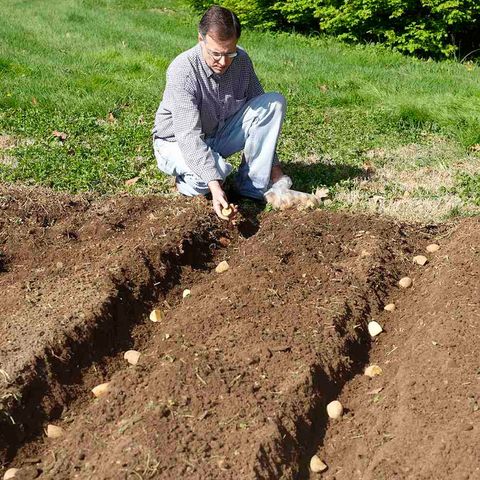 man planting potatoes in hilled rows