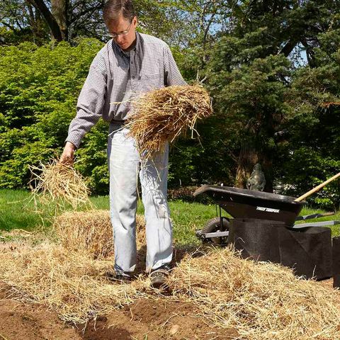 man using straw mulch to plant potatoes